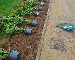 Création pelouse et plantation à Saint-Omer