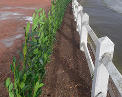 Création et plantation à Saint-Omer