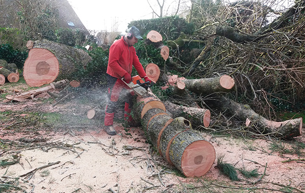 Élagage et abattage d'arbres à Saint-Omer 