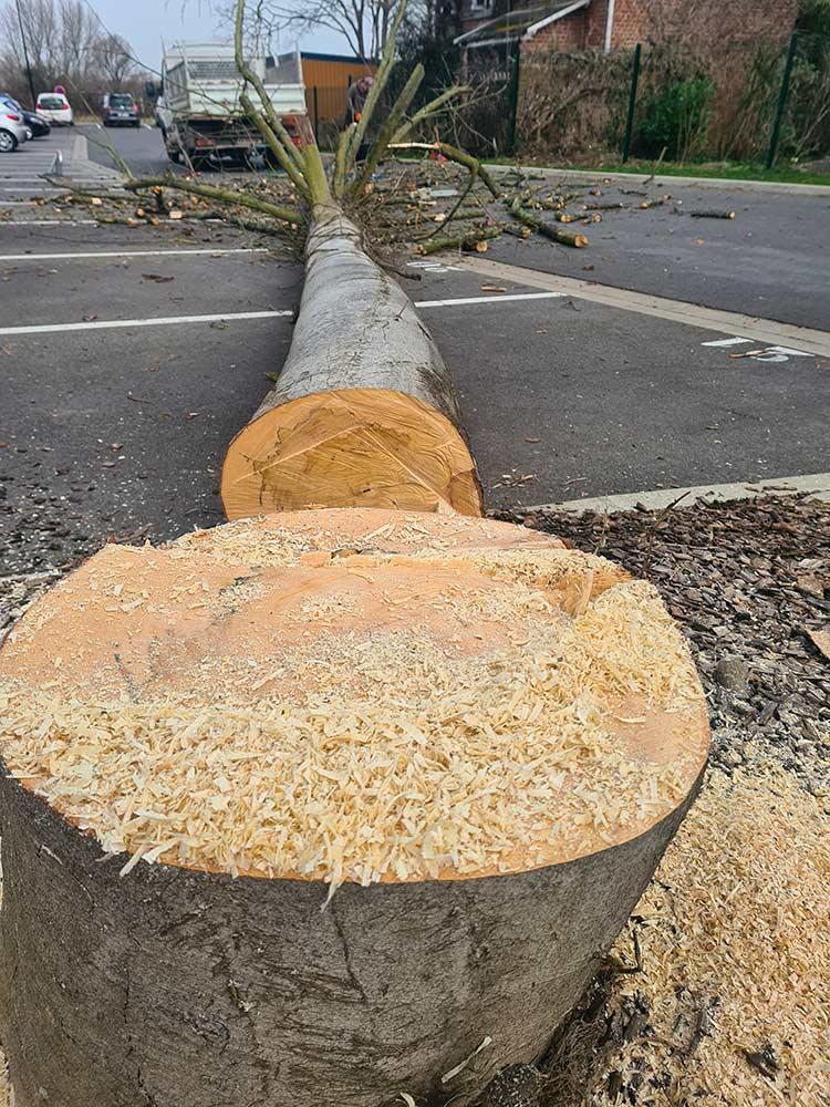 Elagage et abattage d'arbres à Saint-Omer